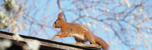 Osterhörnchen Martin Lell